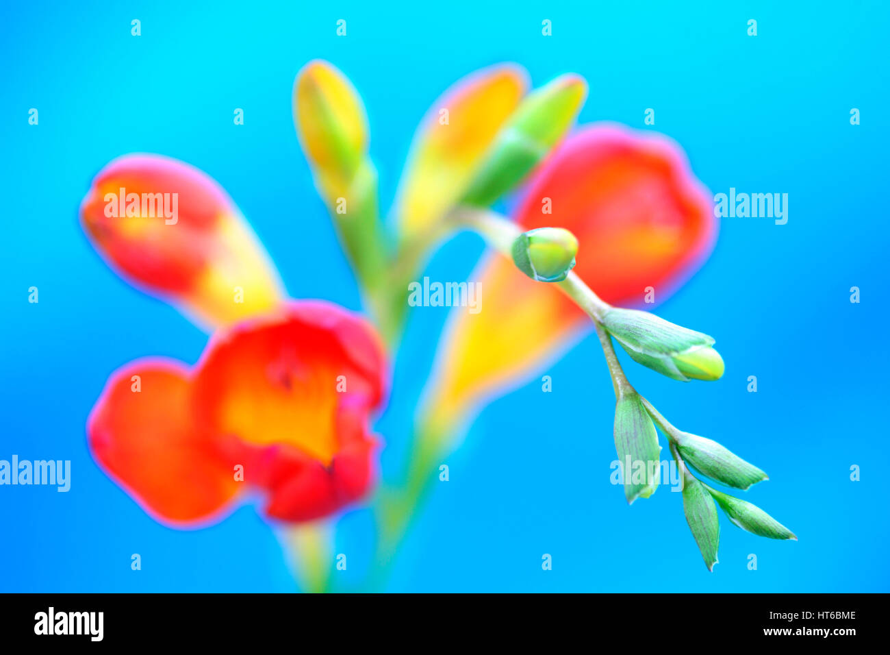 striking and colourful red freesia stem on blue background still life - as sweet as its fragrance  Jane Ann Butler Photography JABP1868 Stock Photo