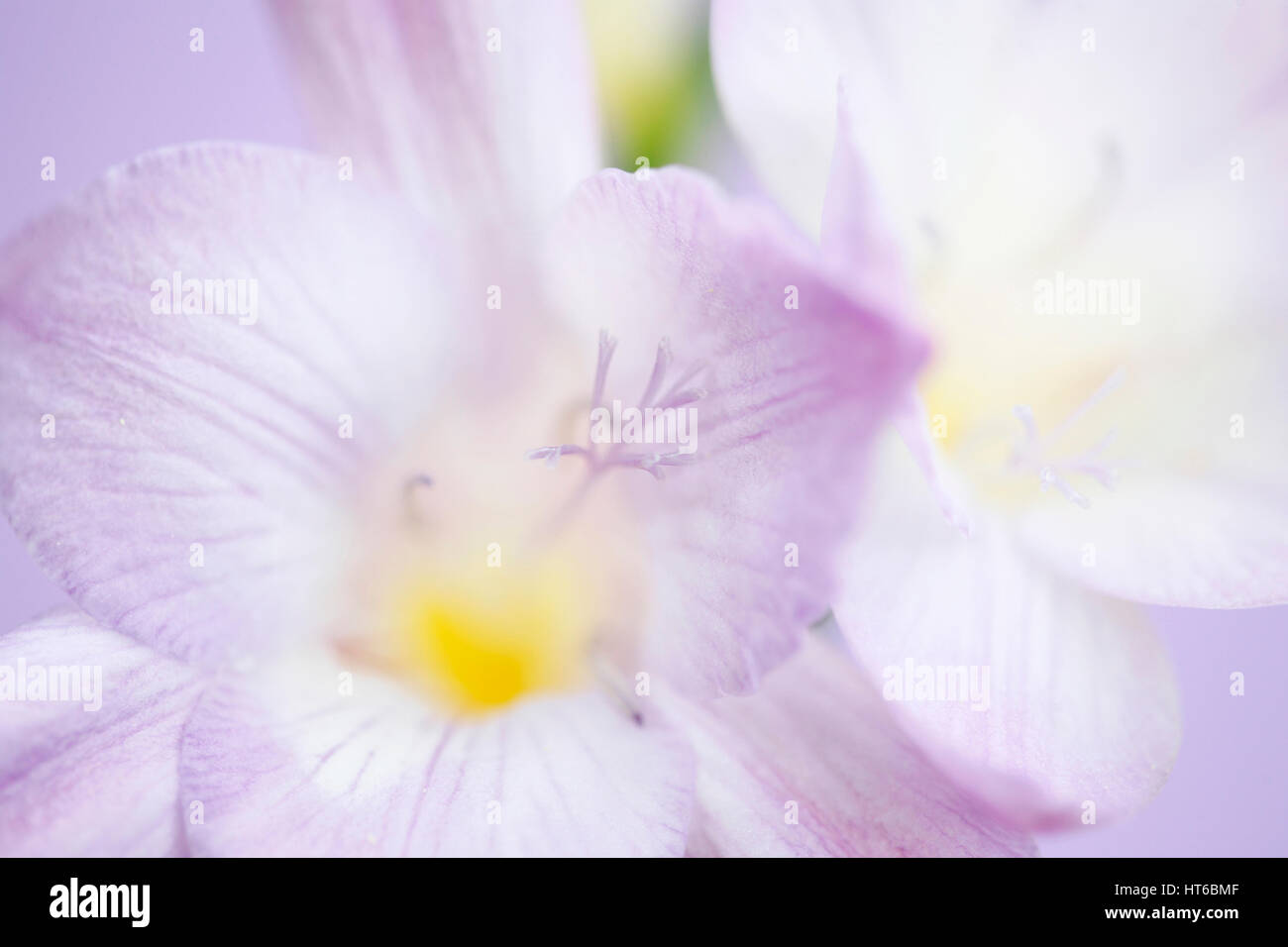 close up mauve freesia blooms fully open - hope and abundant Jane Ann Butler Photography  JABP1870 Stock Photo