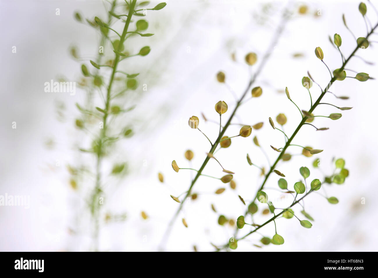stems of thlaspi still life commonly known as field penny-cress Jane Ann Butler Photography  JABP1874 Stock Photo