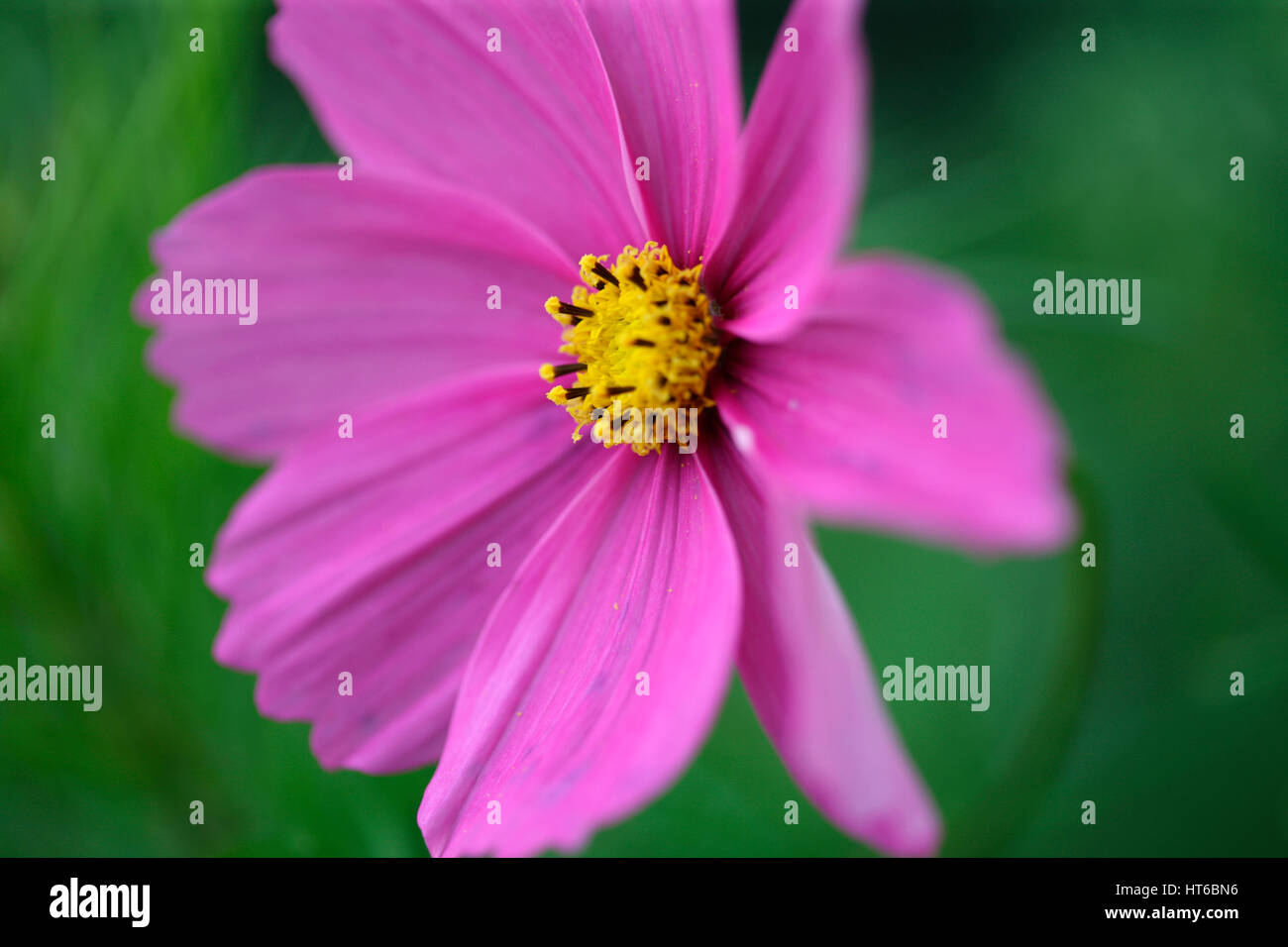 stunning pink cosmos sonata, soft focus and ethereal Jane Ann Butler Photography  JABP1856 Stock Photo
