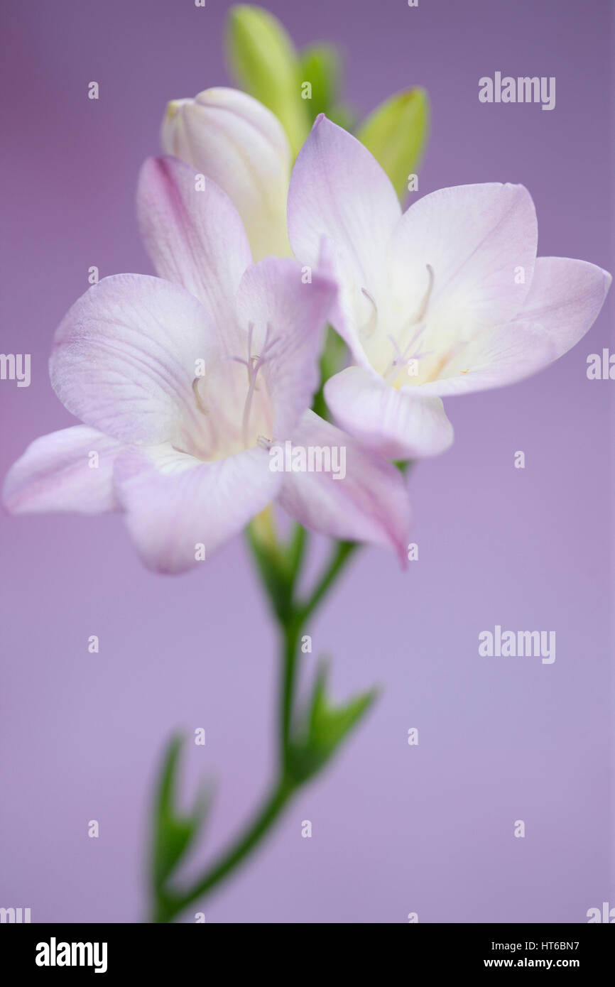 gentle mauve freesia stem as sweet as its fragrance  Jane Ann Butler Photography  JABP1875 Stock Photo