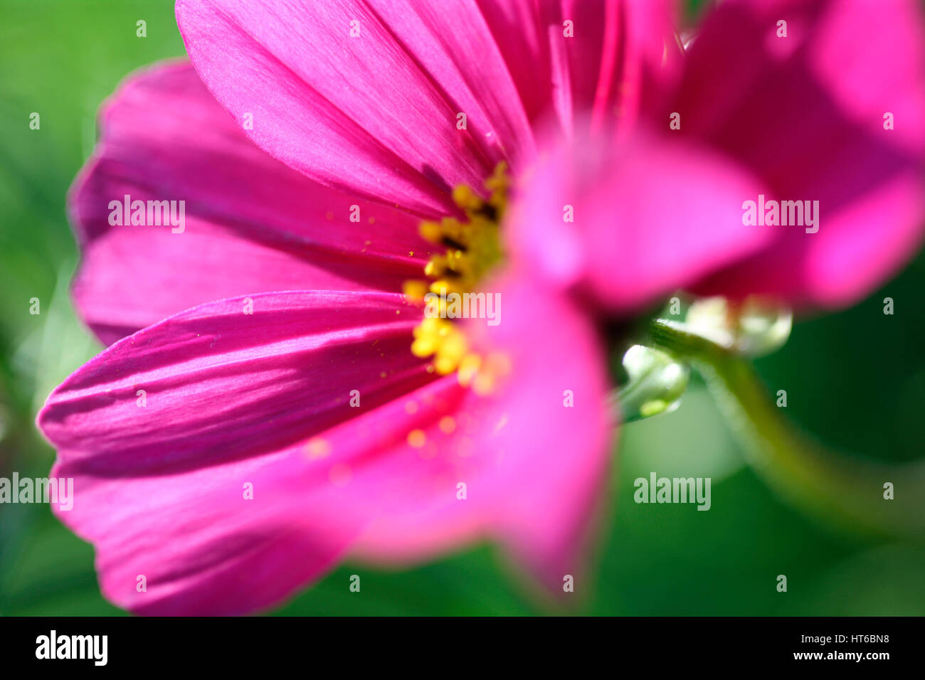 stunning pink cosmos sonata, soft focus and ethereal Jane Ann Butler Photography  JABP1858 Stock Photo
