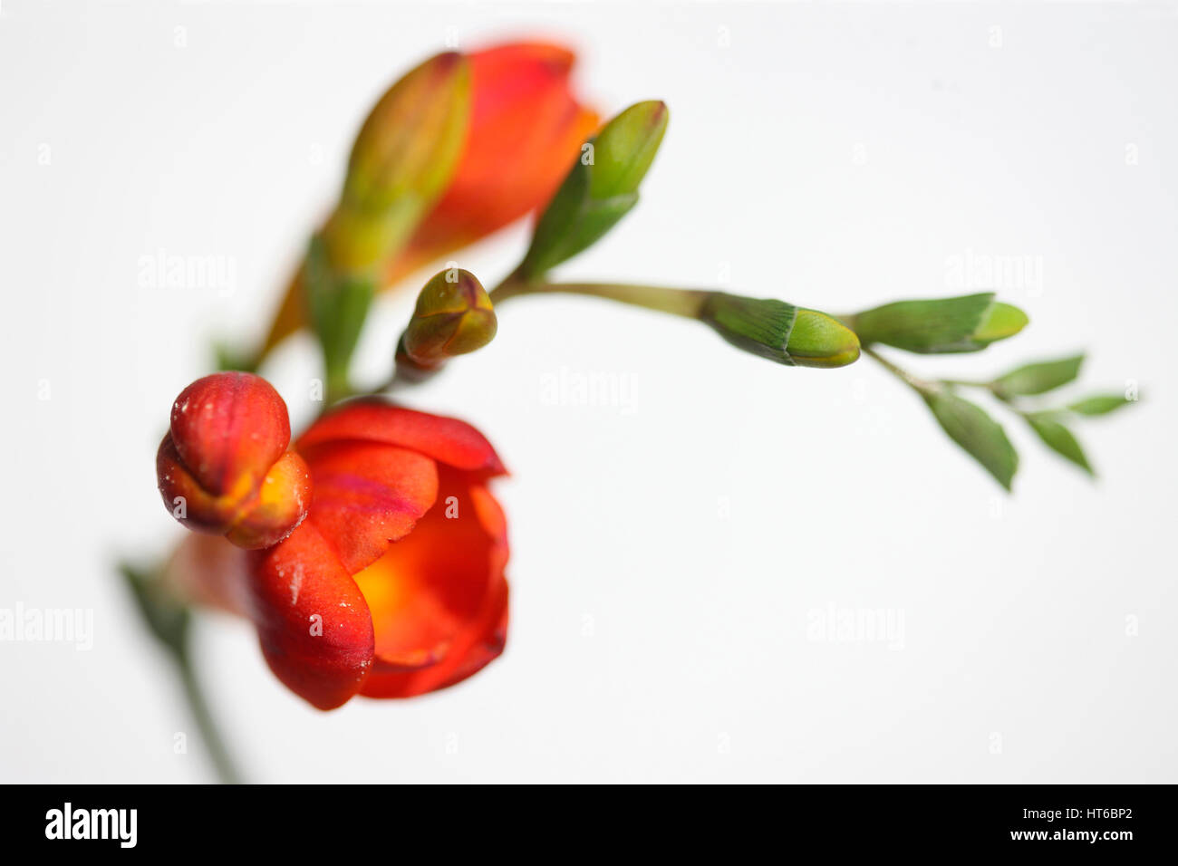 red freesia stem on white background still life - as sweet as its fragrance  Jane Ann Butler Photography JABP1872 Stock Photo