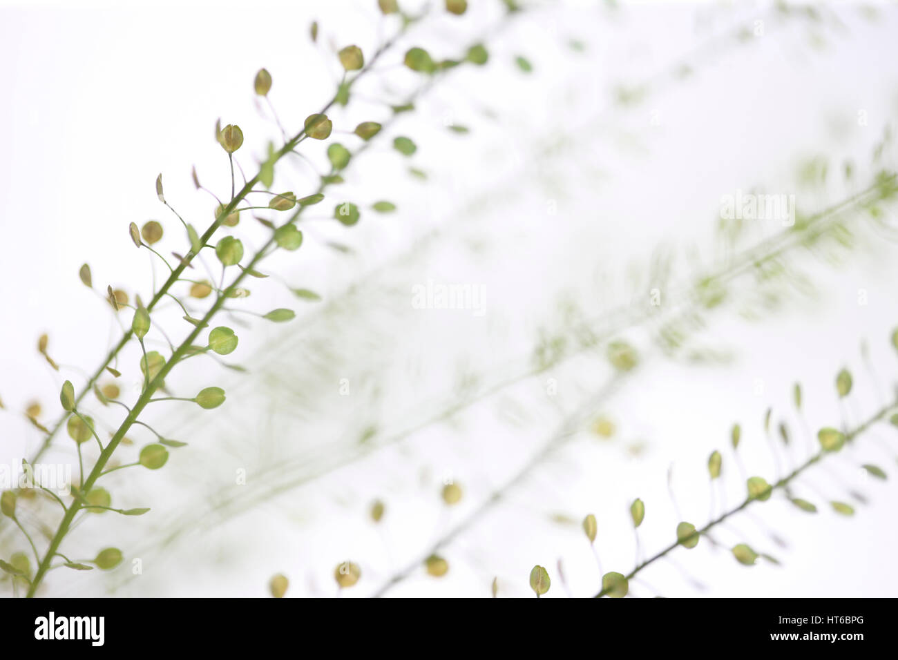 stems of thlaspi still life commonly known as field penny-cress Jane Ann Butler Photography  JABP1871 Stock Photo