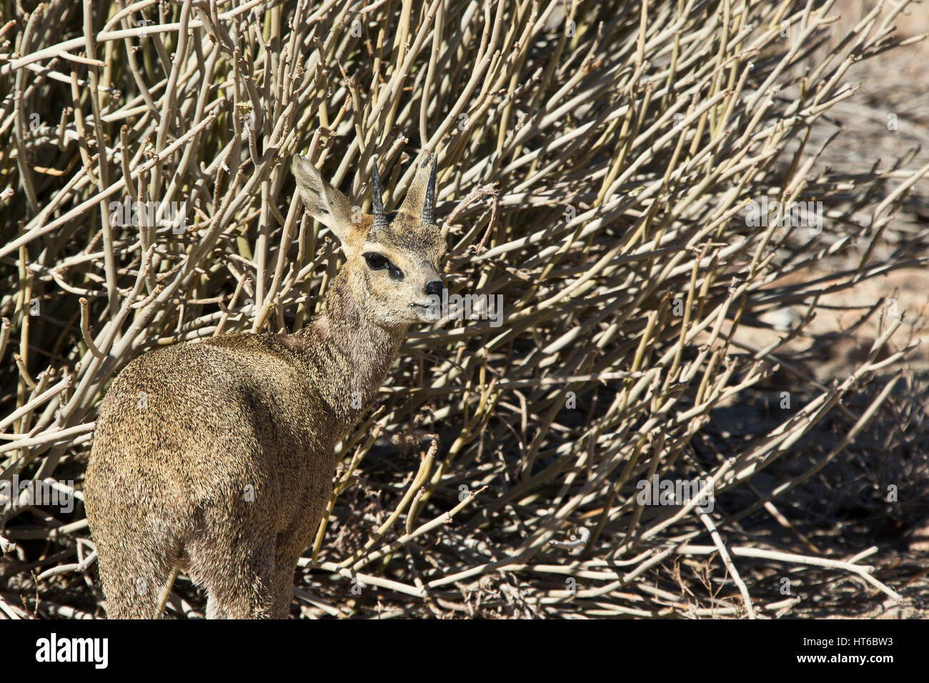 Close up of Klipspringer amongst euphorbia near the Fish River Canyon in Namibia Stock Photo