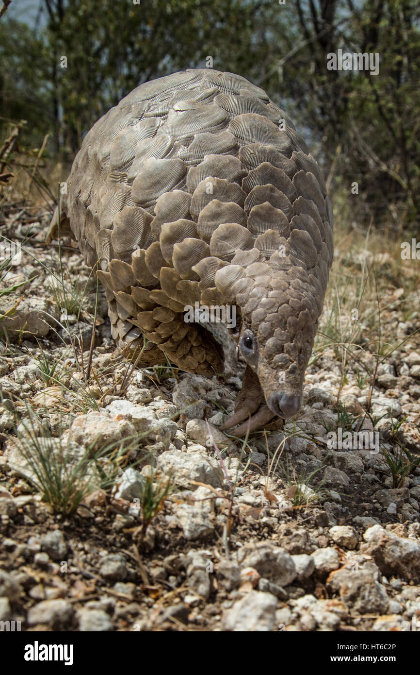 Pangolin foraging in the bush from front ground level (Portrait Stock ... Biology Diagrams