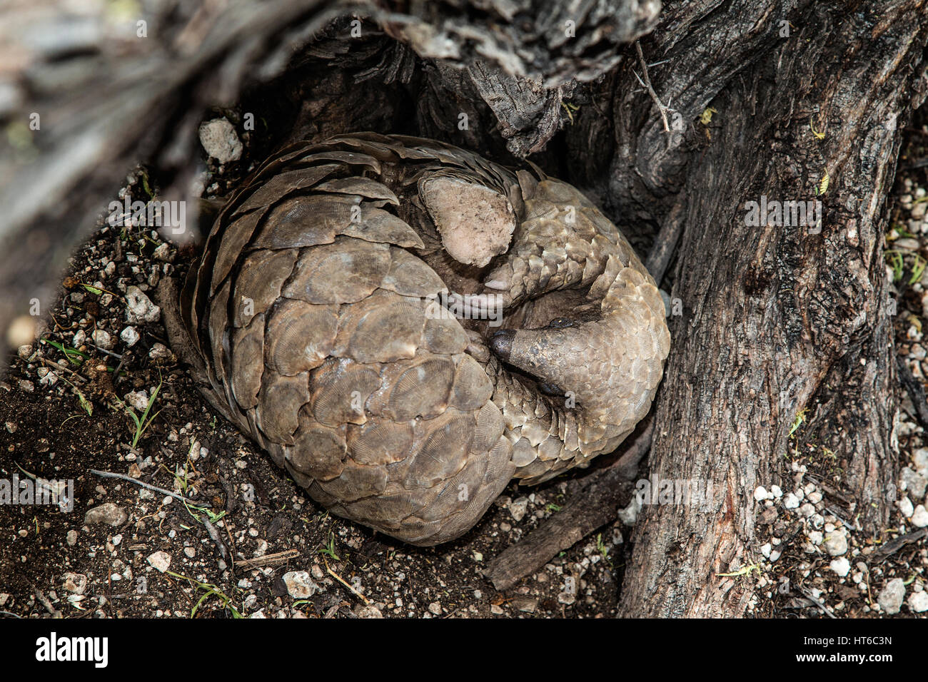 Curled Pangolin hiding by tree root Stock Photo - Alamy