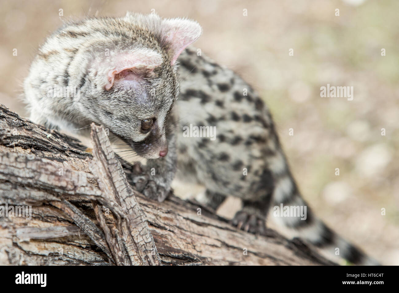 Young Small Spotted on Branch Stock Photo Alamy