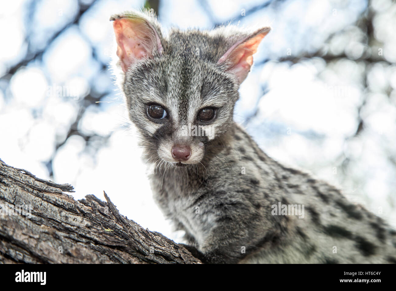 Young Small Spotted Genet on Branch Stock Photo