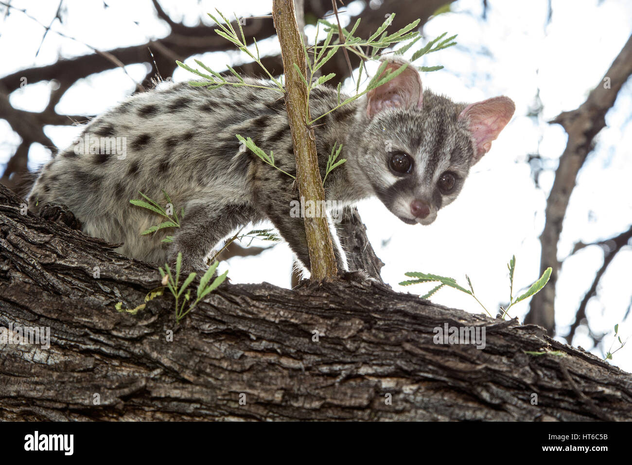 Young Small Spotted Genet on Branch Stock Photo