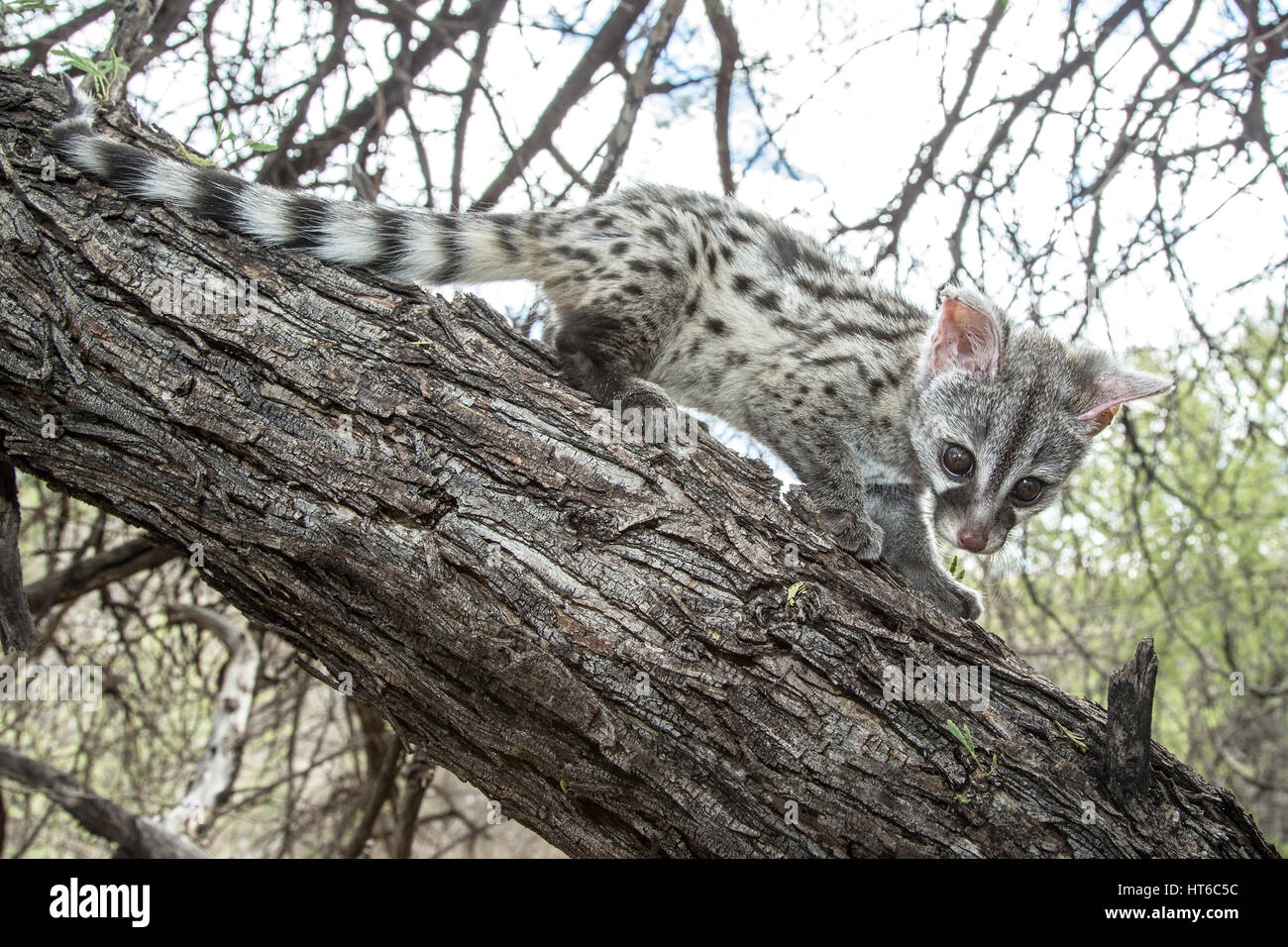 Young Small Spotted on Branch Stock Photo Alamy
