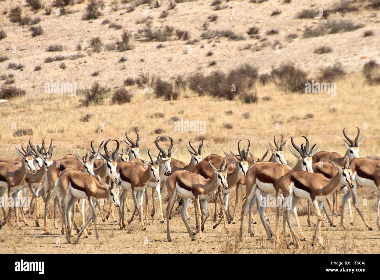 Herd Springboks In Namibia Hi res Stock Photography And Images Alamy