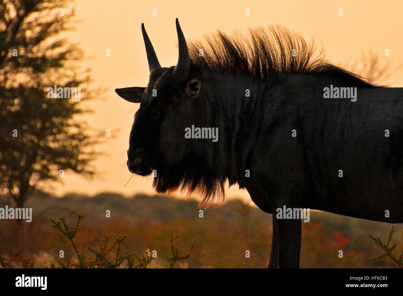 wildebeest with sun glowing behind him Stock Photo - Alamy