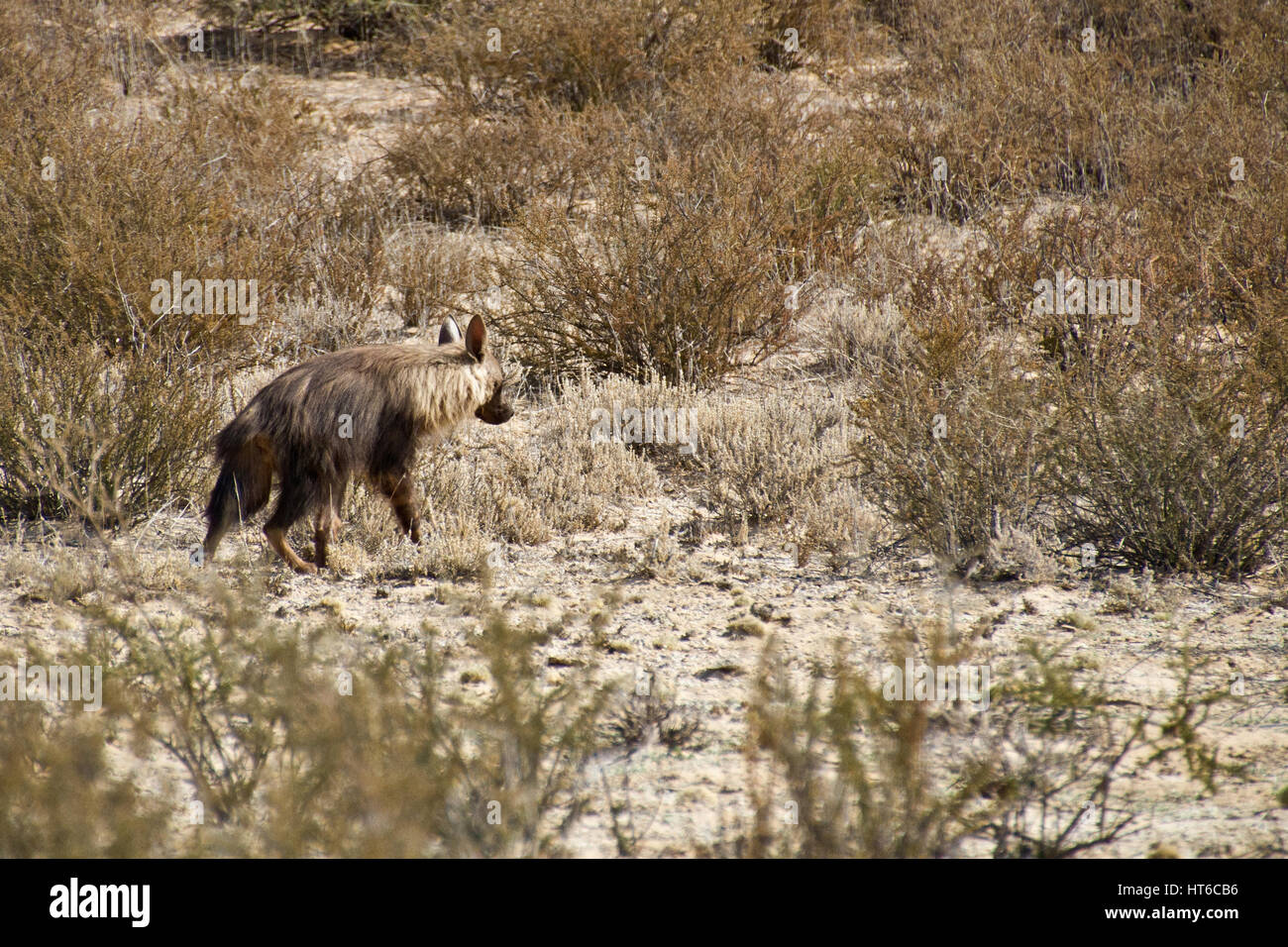 Brown Hyena in Kalahari Stock Photo