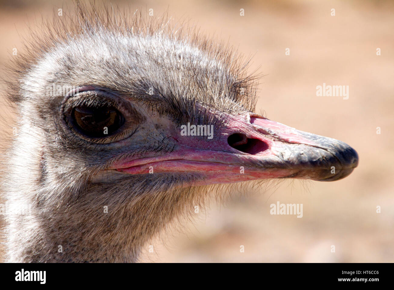 Male Ostrich head and beak Stock Photo