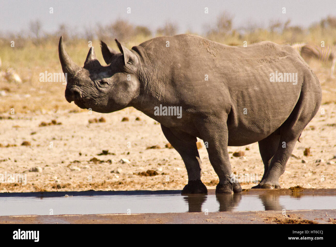 Black Rhinoceros head up at waterhole Stock Photo