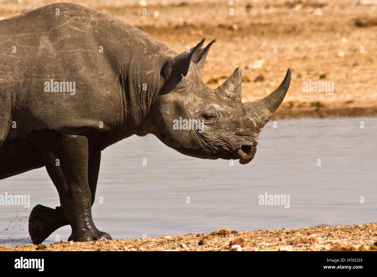 Wet black rhino side on Stock Photo