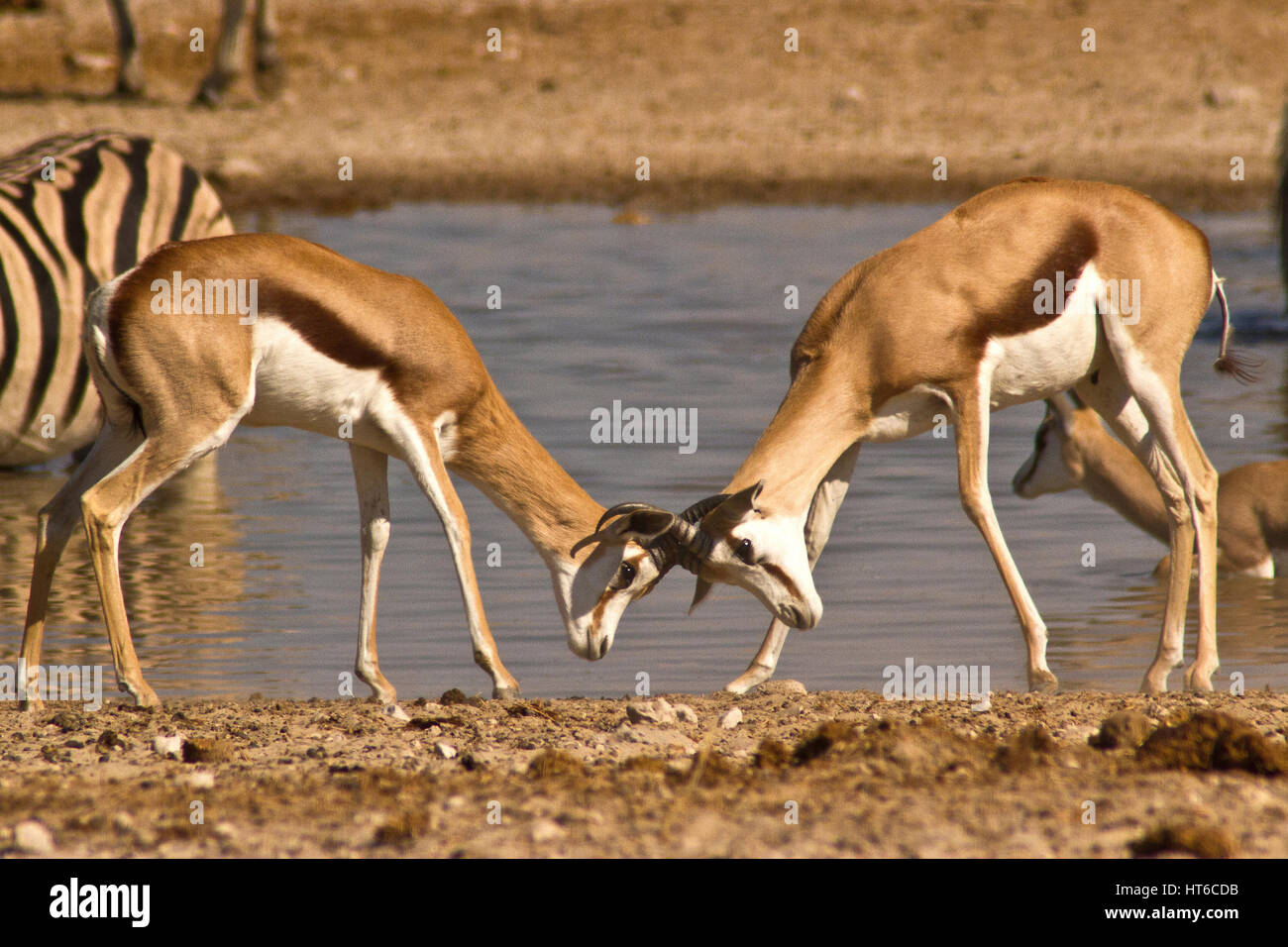 Sparring springboks head to head. Stock Photo
