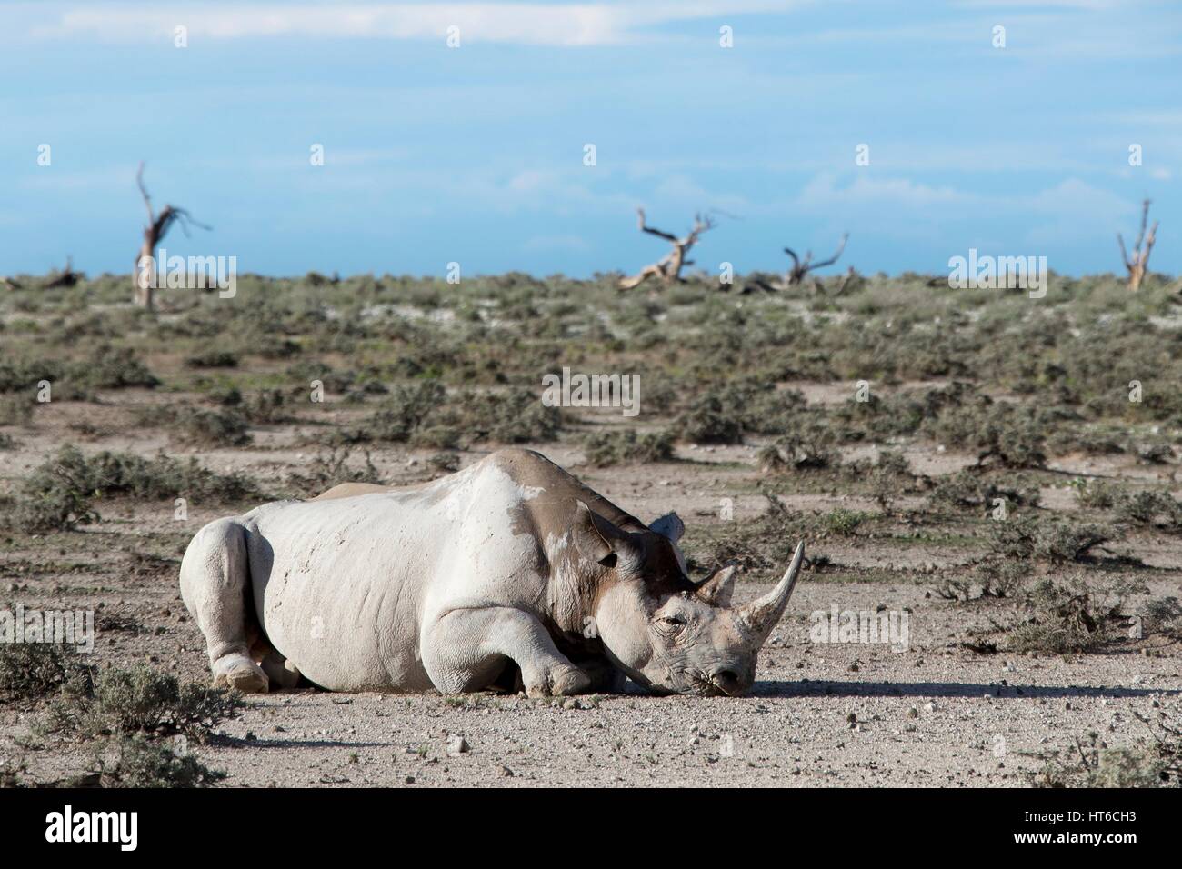 A Sleeping black rhino covered in white mud in Etosha Stock Photo