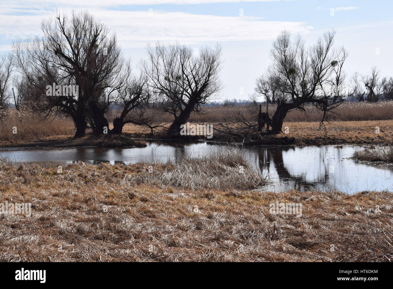 Landscape, trees in the nature park Kopački rit, Croatia Stock Photo ...