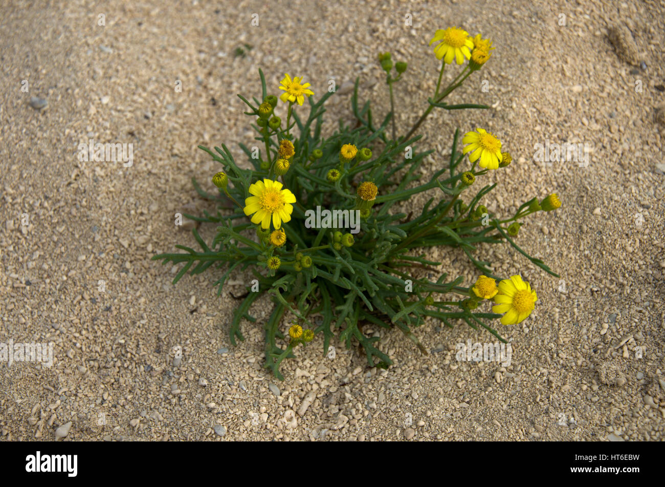 Desert flowers qatar hires stock photography and images Alamy