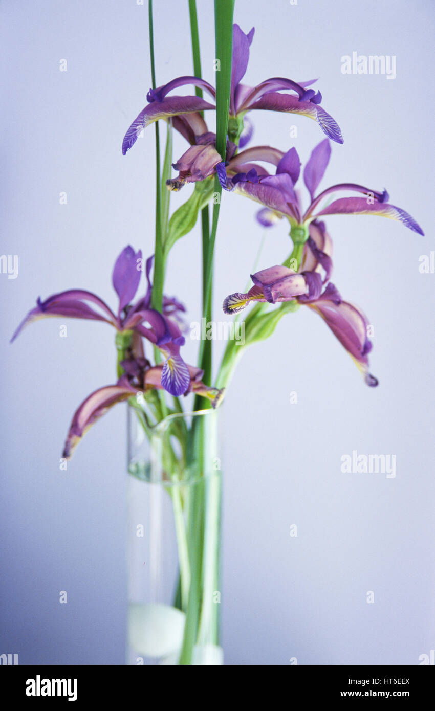 Vase of purple flowers. Stock Photo