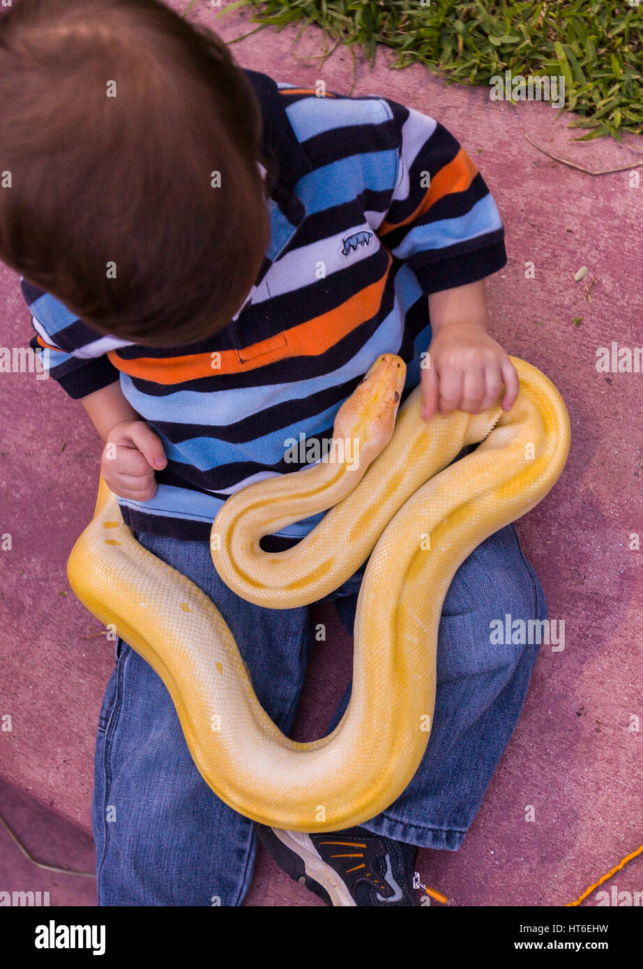 Burmese Python Pet