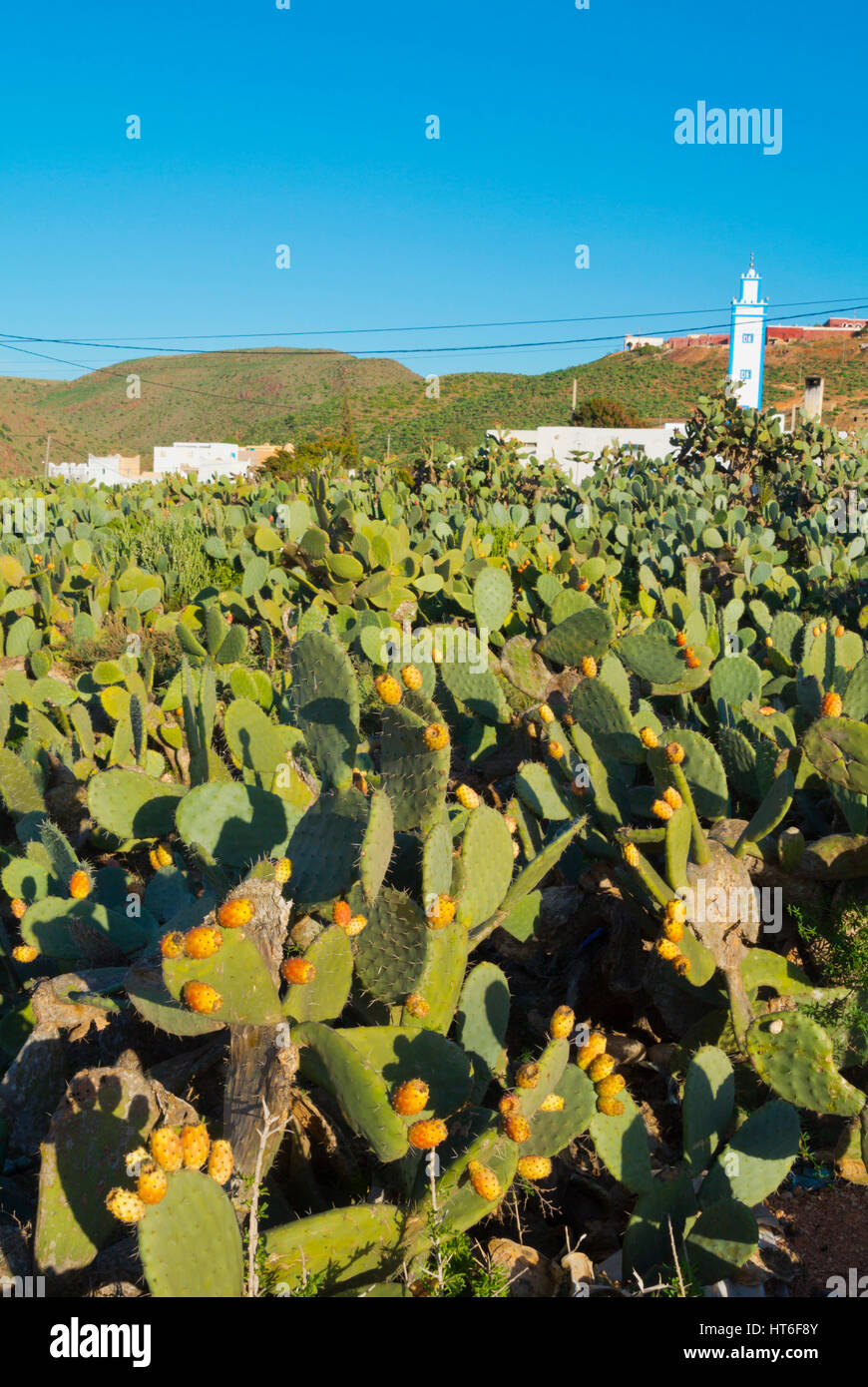 Opuntia, prickly pears, Mirleft, southern Morocco Stock Photo