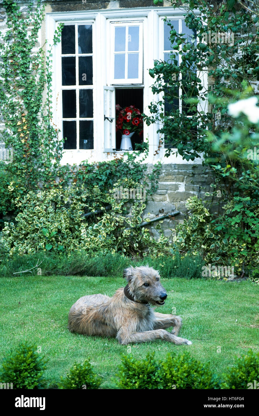 Dog lying on grass below open window. Stock Photo