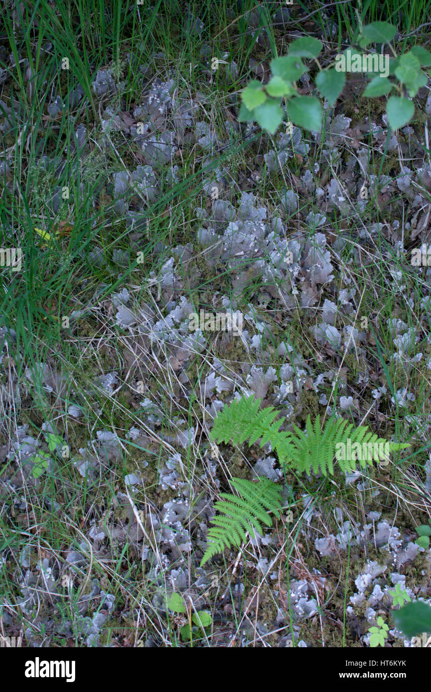 Peltigeraceae membranacea, Dog lichen Stock Photo