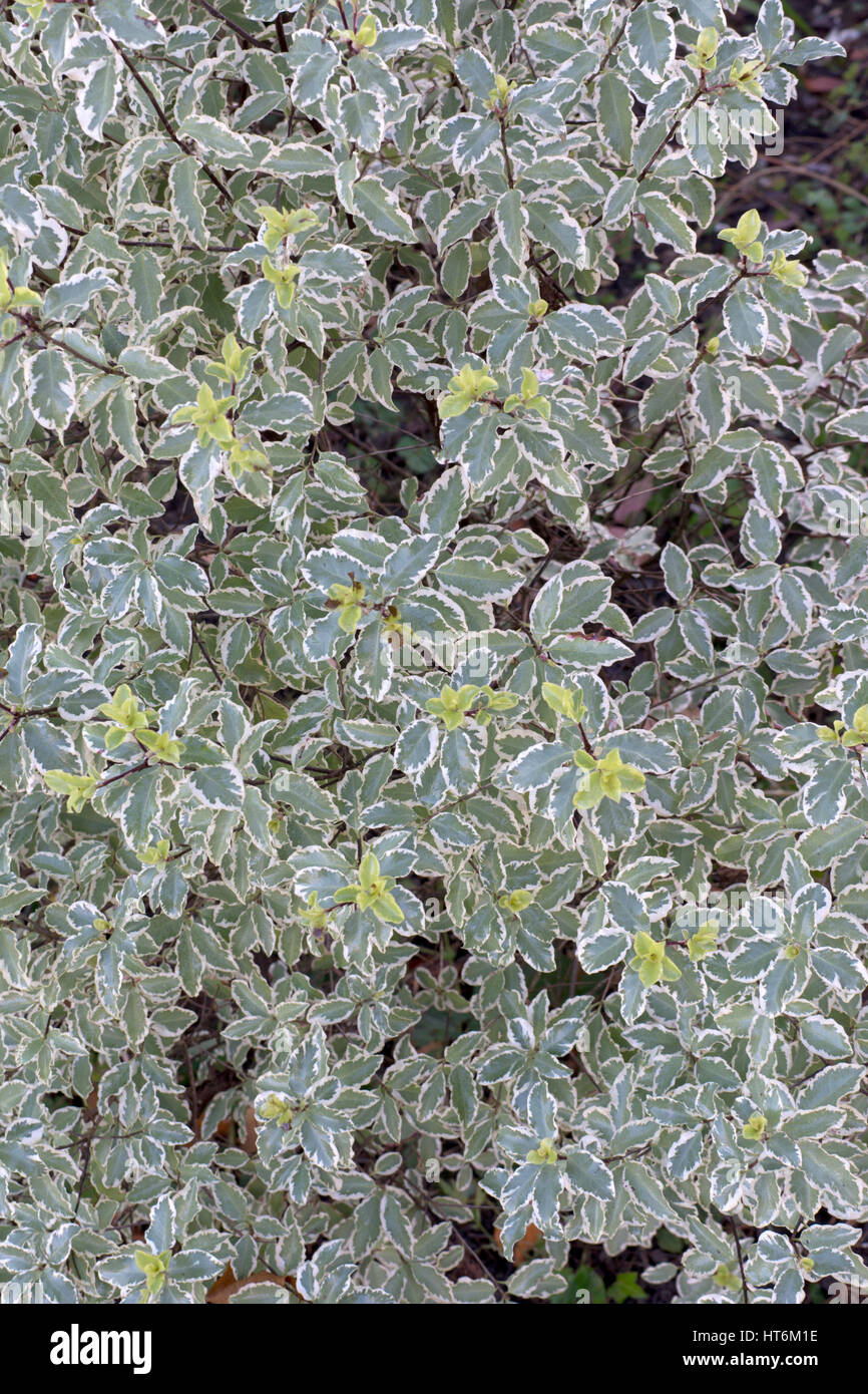 New growth on Euonymus fortunei Stock Photo