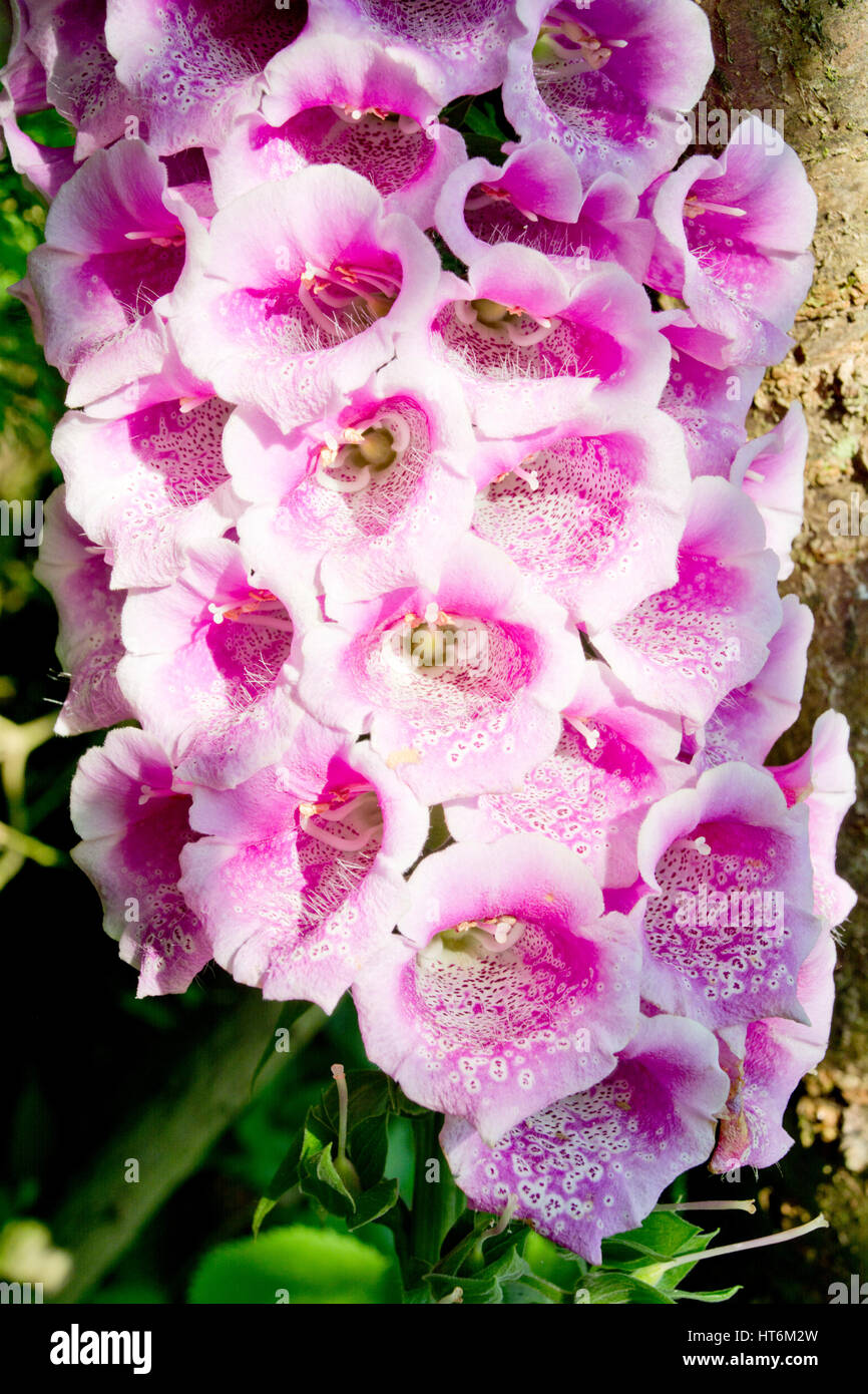 Tall stately blooms flowers hi-res stock photography and images - Alamy