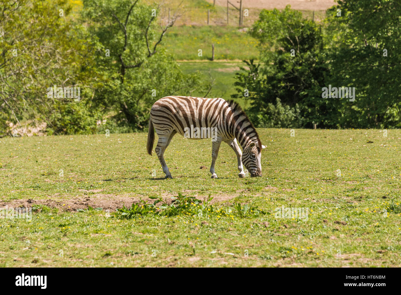 Damara zebra Stock Photo