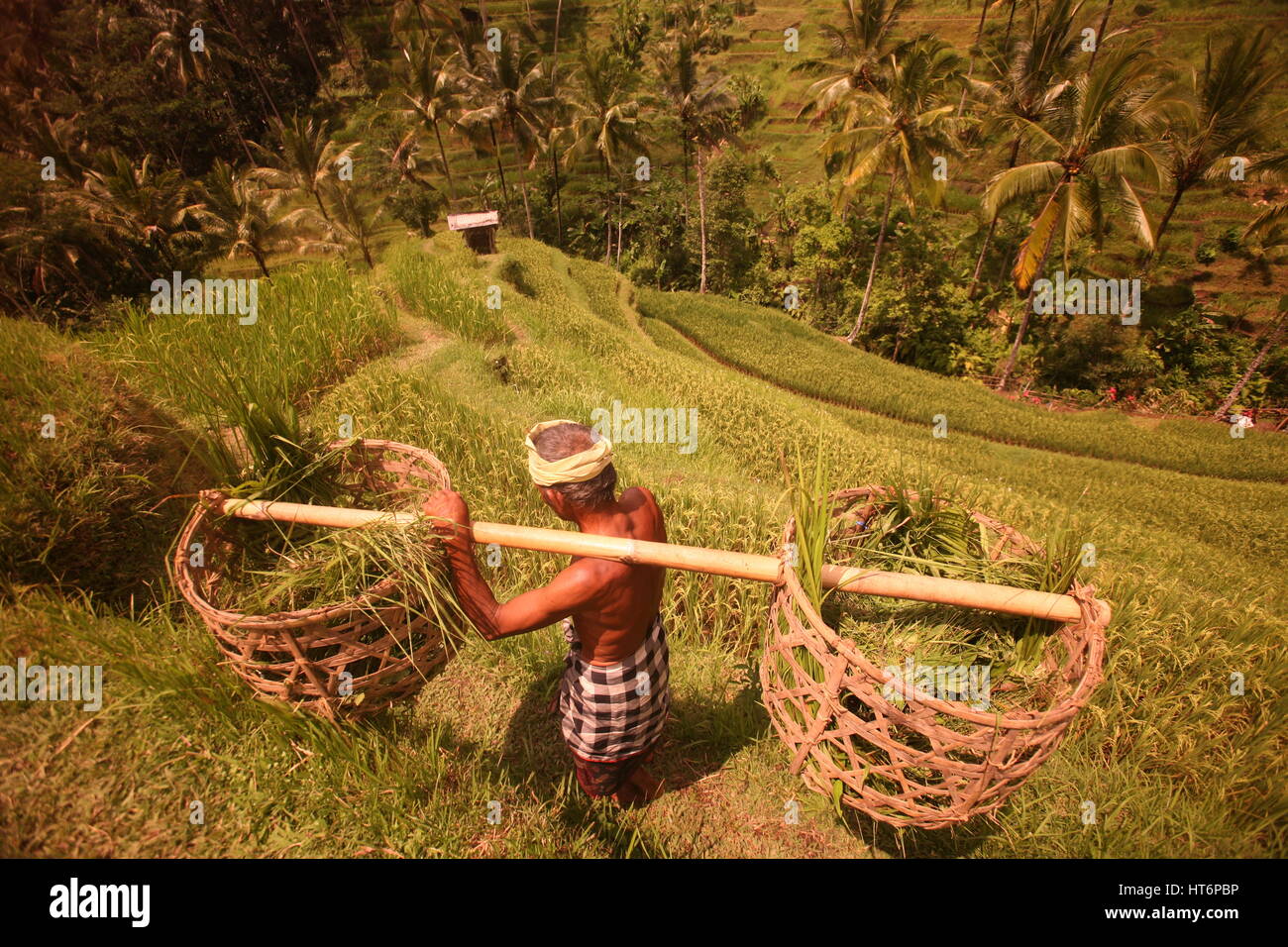 the landscape of the ricefields and rice terrace neat Tegallalang near Ubud of the island Bali in indonesia in southeastasia Stock Photo