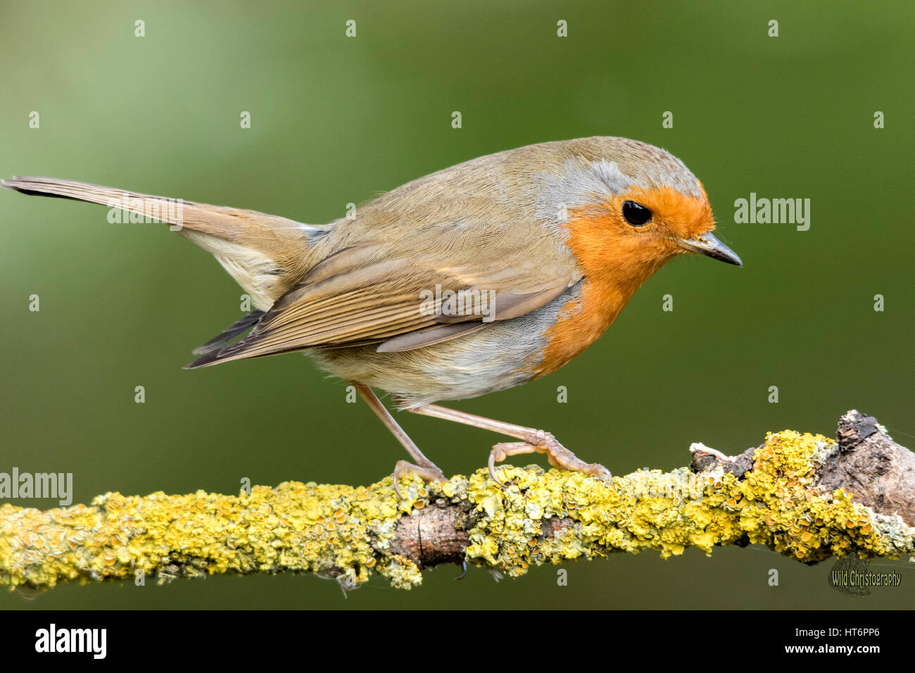 Robin flight photos hi-res stock photography and images - Alamy