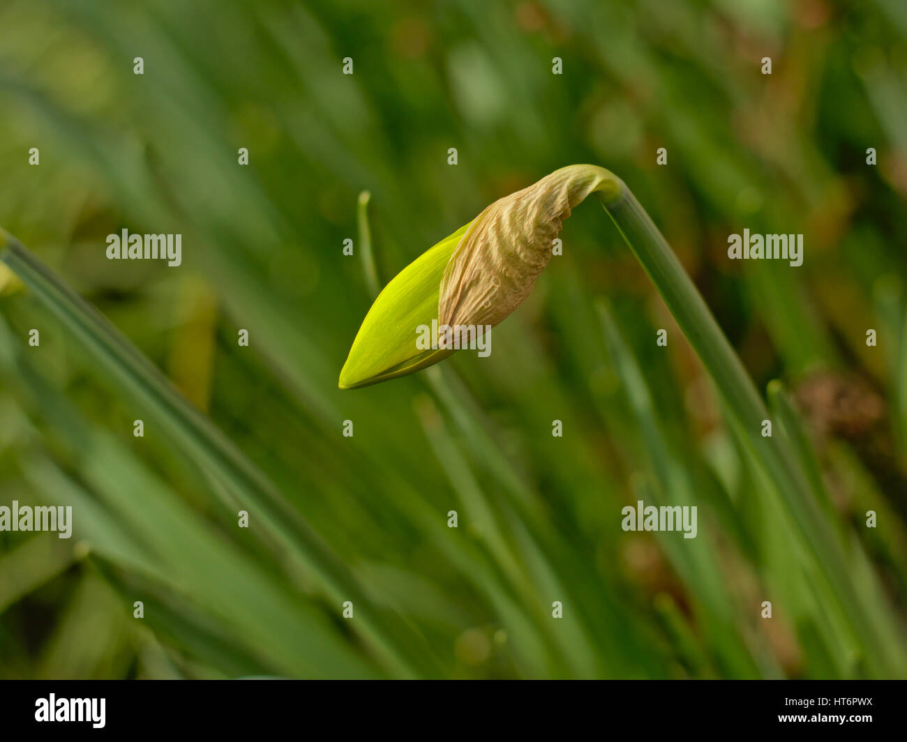 Daffodil bud, selective focus Stock Photo Alamy