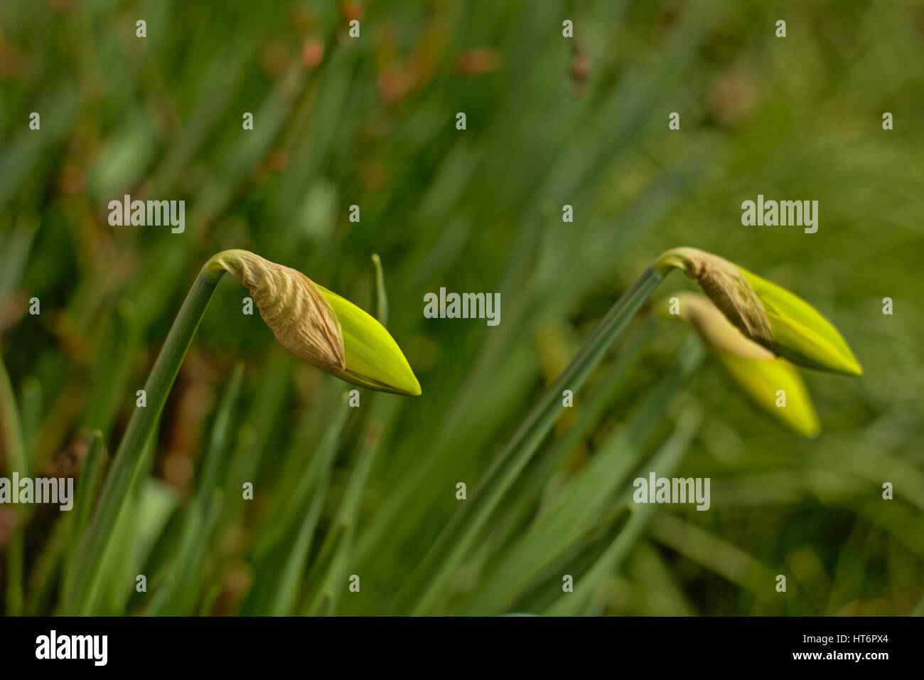 Daffodil buds hires stock photography and images Alamy