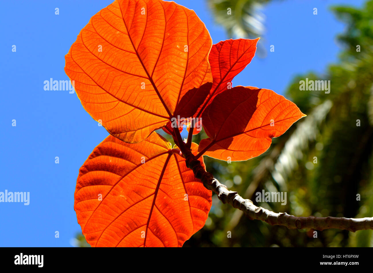Roxburgh fig Latin name Ficus auriculata autumn leaves Stock Photo