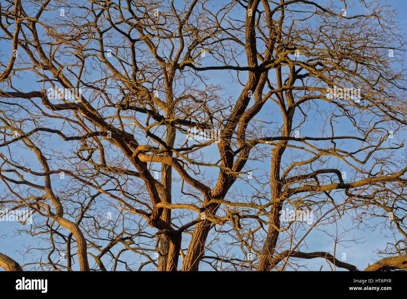Sunny bare winter tree branches against a blue sky background, filled ...