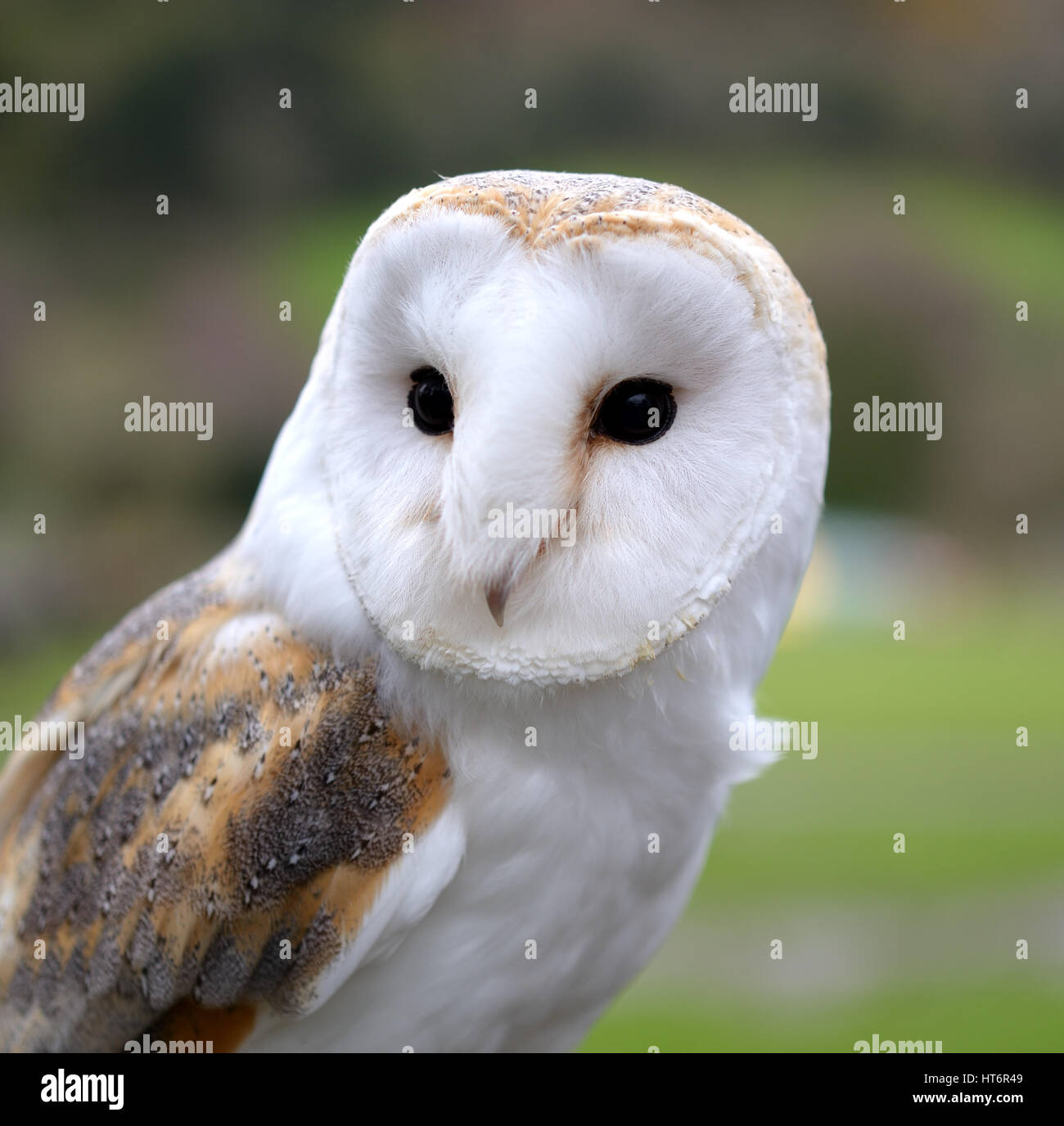 Barn owl face Stock Photo