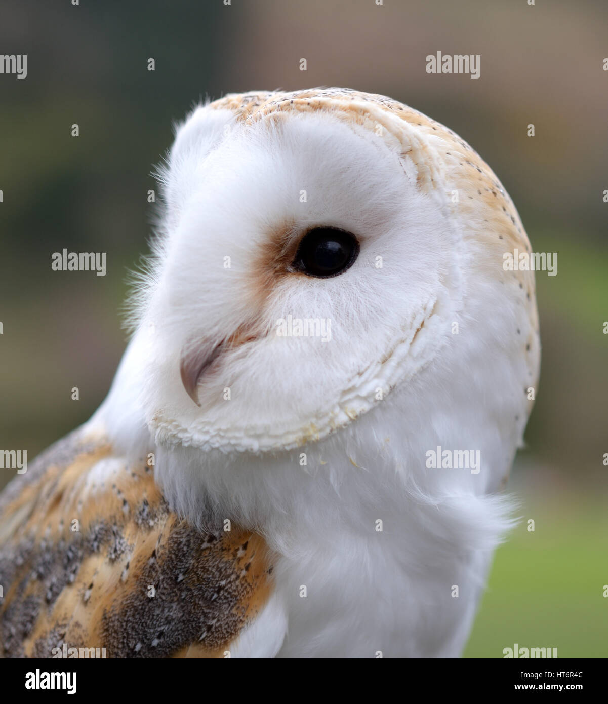 Barn owl face Stock Photo