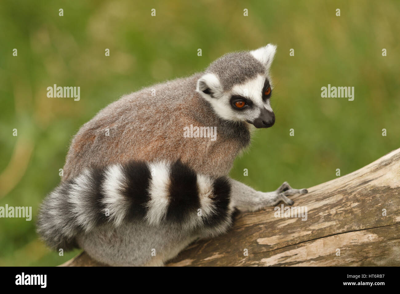 Madagascan Ring Tailed Lemur latin name Lemur catta indigenous to the southern part of the island of Madagascar a strepsirrhine primate Stock Photo