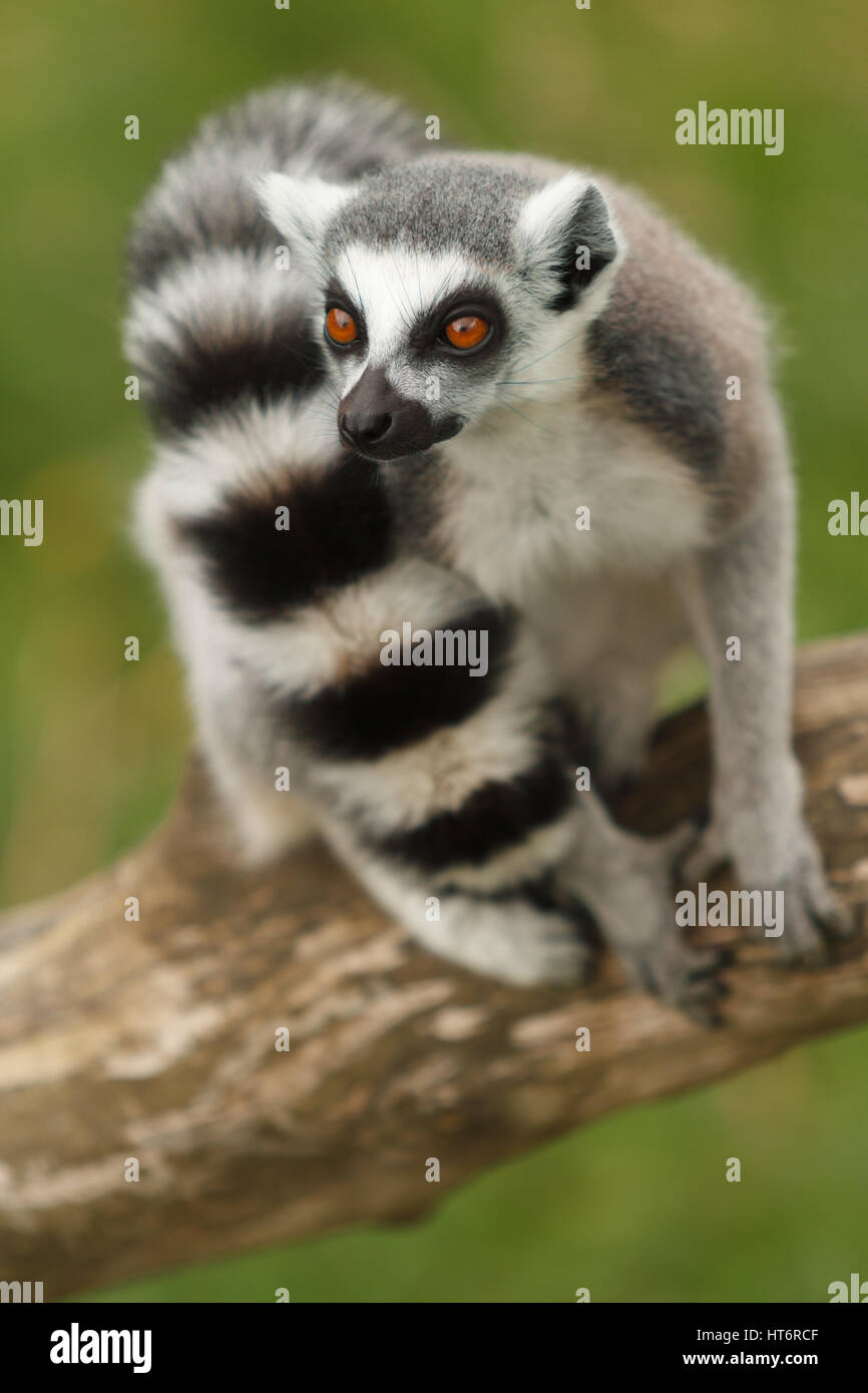 Madagascan Ring Tailed Lemur latin name Lemur catta indigenous to the southern part of the island of Madagascar a strepsirrhine primate Stock Photo
