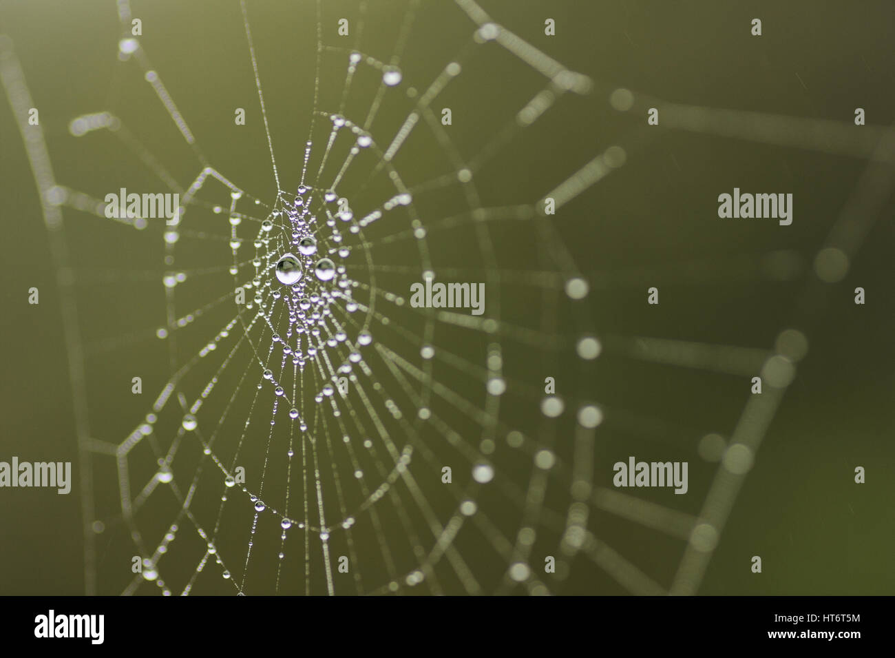 Spider web with morning dew drops which show visible reflections of garden bushes in water droplets when zoomed in close up - taken with a macro lens. Stock Photo