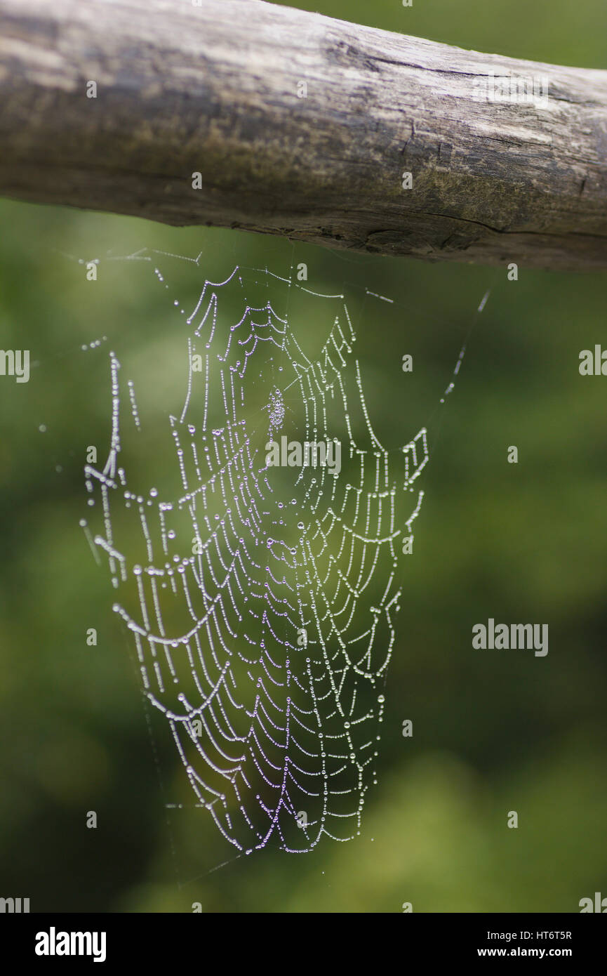 Spider web hanging off the top bar of an old wooden fence with morning dew drops which show visible reflections of garden bushes in water droplets. Stock Photo