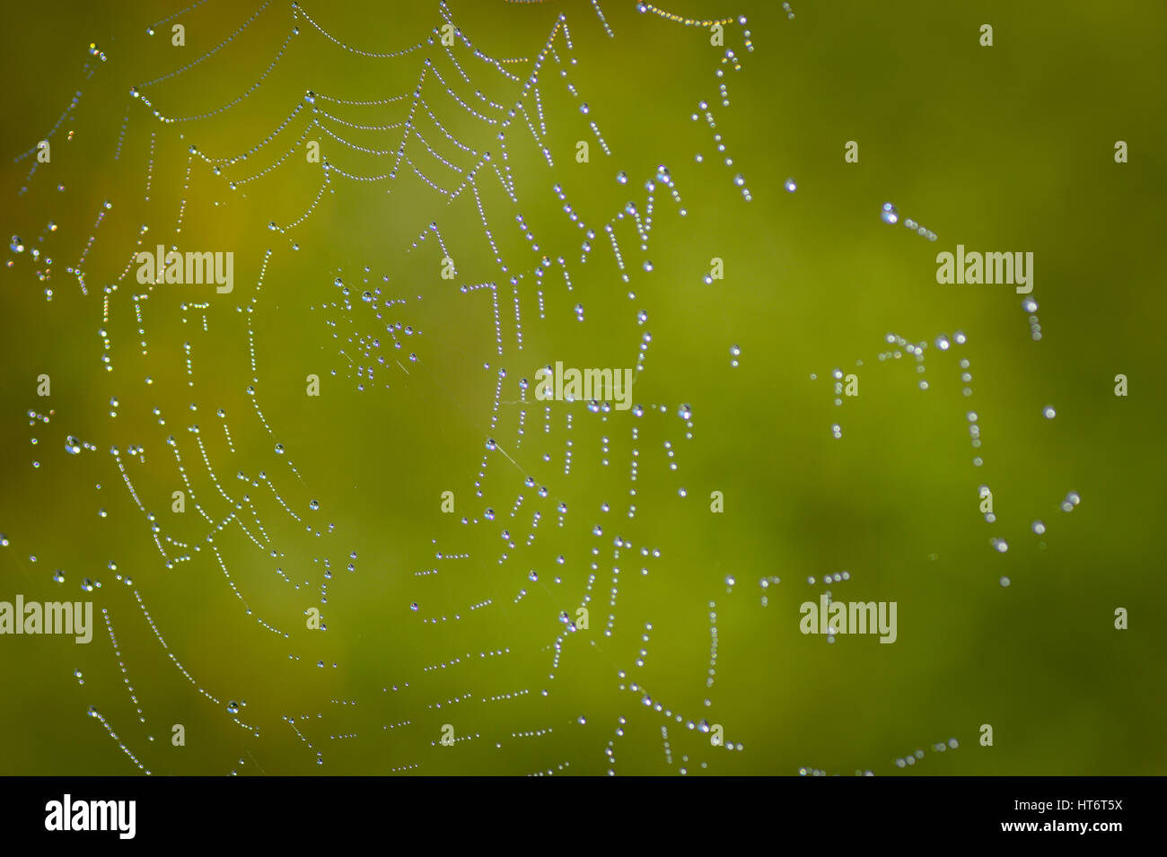 Spider web with morning dew drops which show visible reflections of garden bushes in water droplets when zoomed in close up - taken with a macro lens. Stock Photo