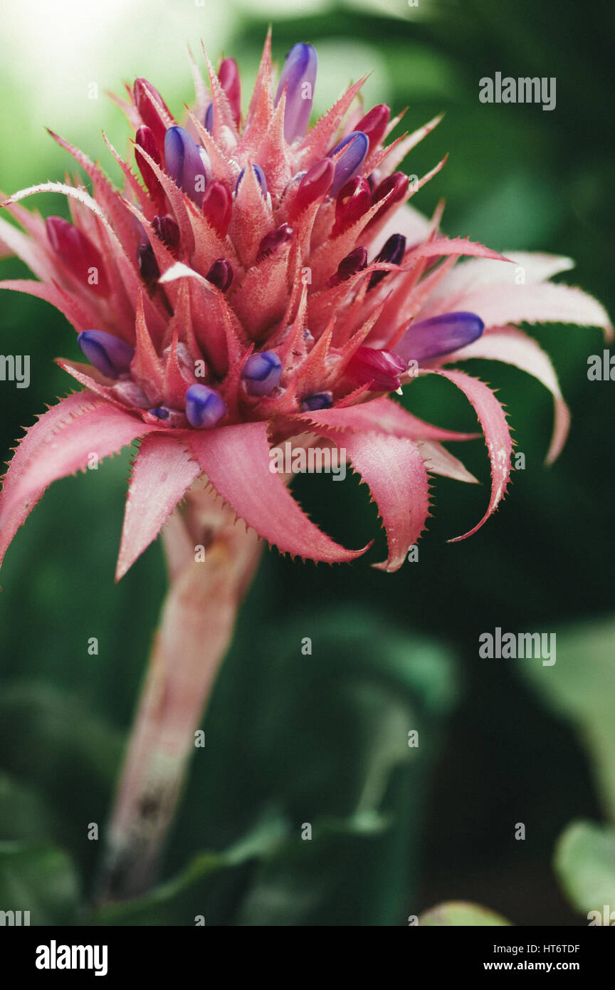 Close up of Bromeliad (Aechmea fasciata) flower. Stock Photo