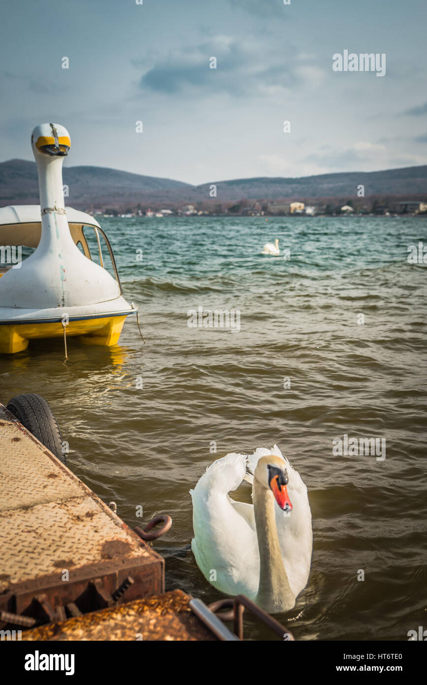 White swan swimming in pond Stock Photo - Alamy