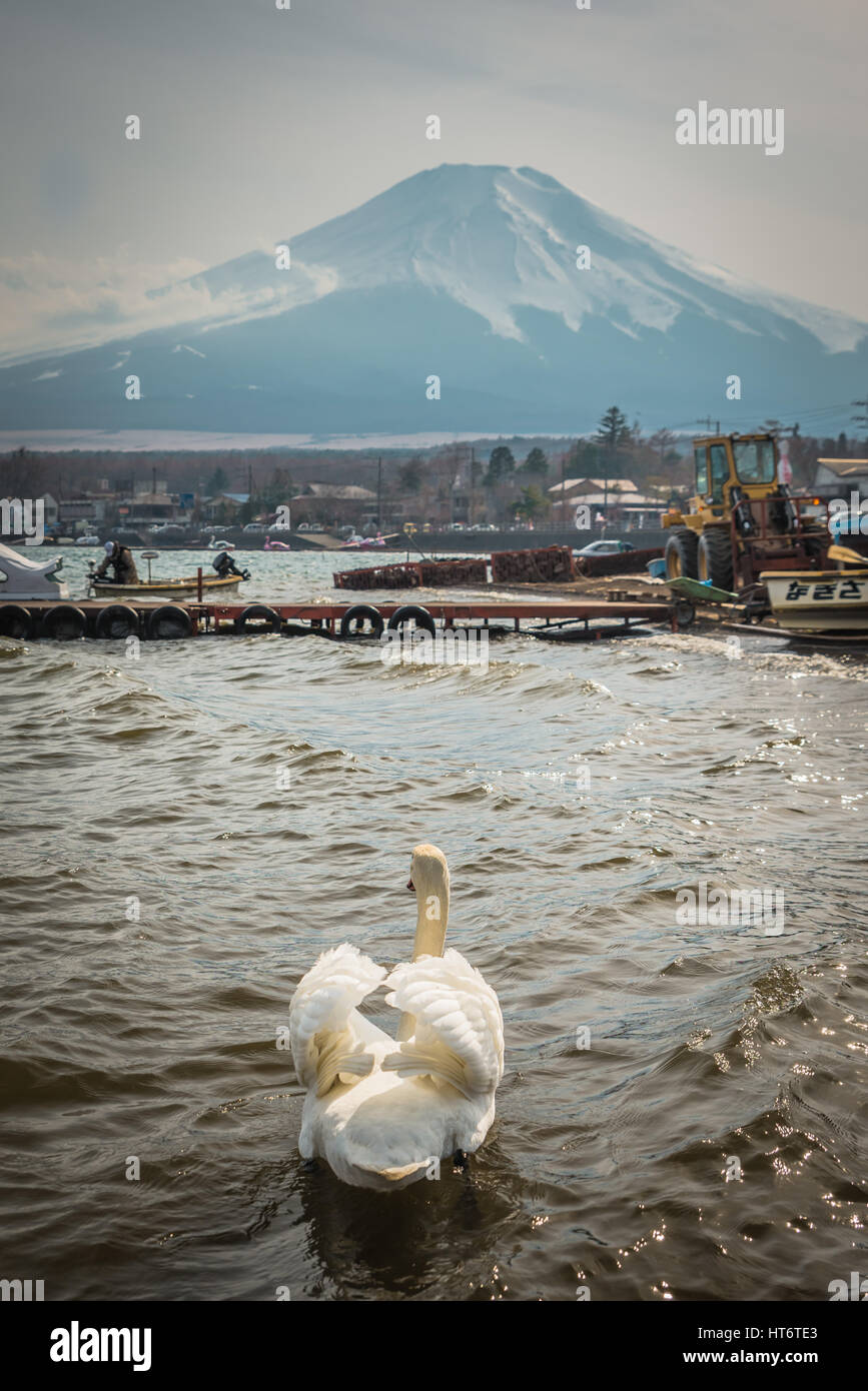 White swan swimming in pond with Mt.Fuji in background Stock Photo - Alamy