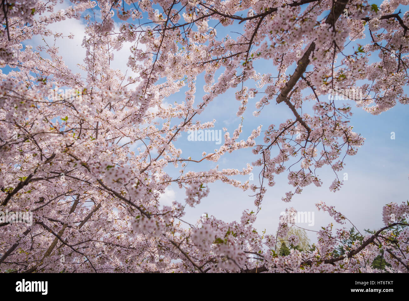 Cherry blossom spring landscape hi-res stock photography and images - Alamy
